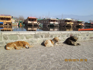 Stray well fed dogs in the tourist locality of Dal Lake.