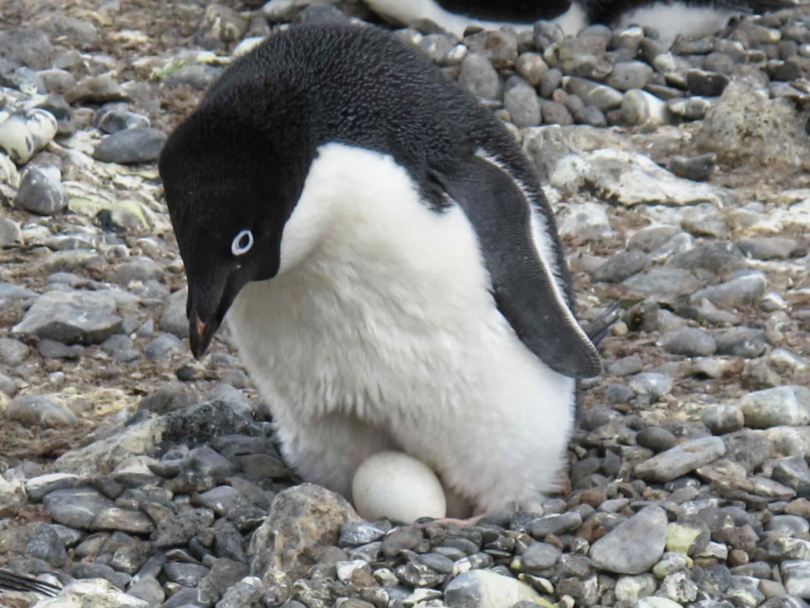 Antarctica: December 8