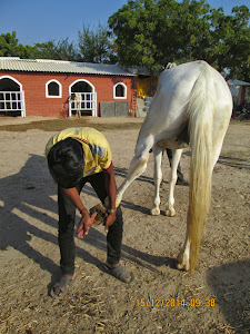 A "Marwari Mare"  hooves being cleaned.