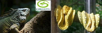 Bali Reptile Park