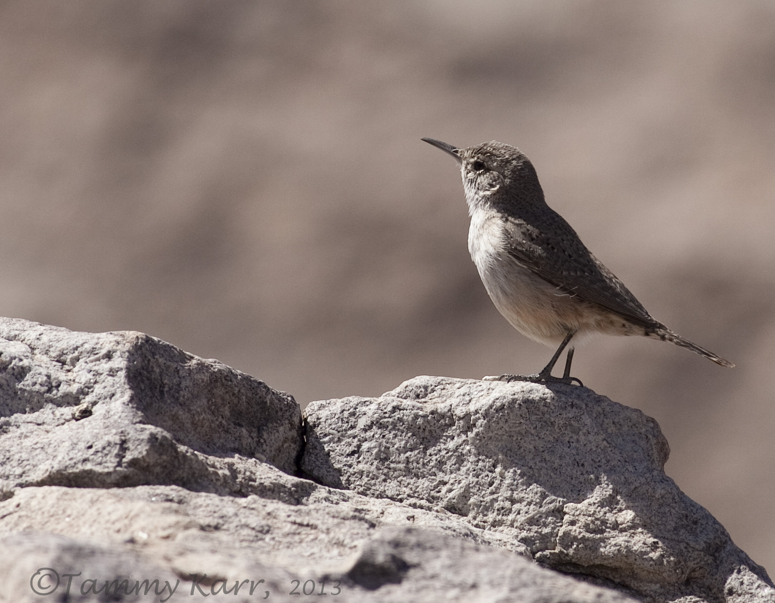 Birding Is Fun! Birding El Paso