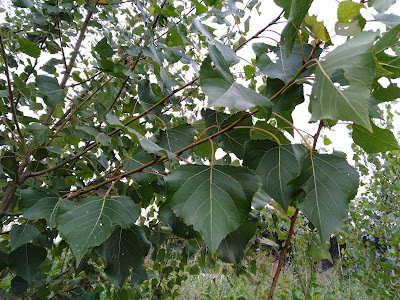 Foglie Populus nigra Foglie Populus nigra