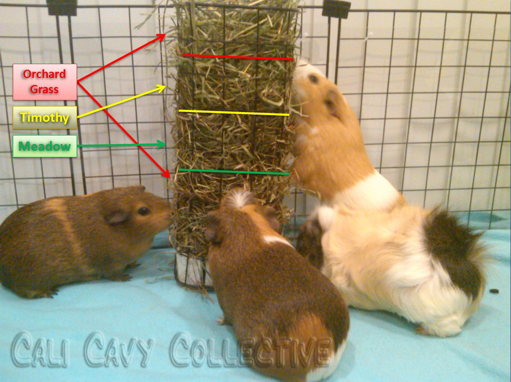 The BEST Hay Racks For Guinea Pigs The Tiny Herd