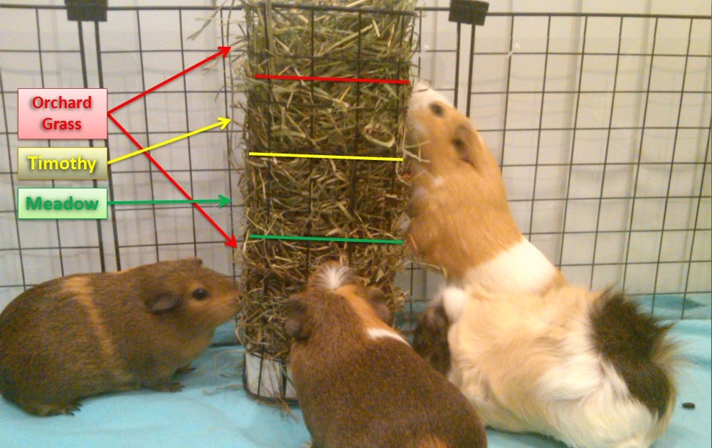 Cali Cavy Collective: a blog about all things guinea pig: Multi