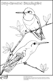 ruby throated hummingbird coloring pages