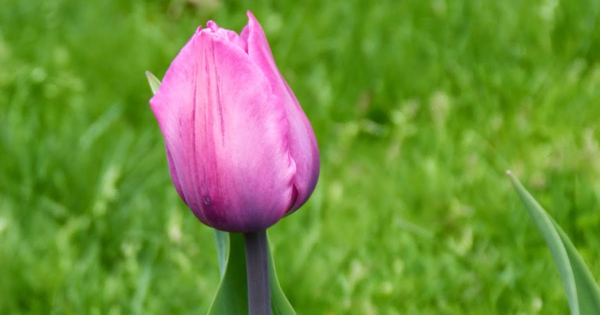 Tea and Circuses April Showers bring May Flowers and Mayflowers bring