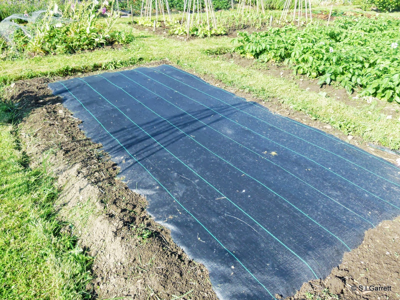 Our Plot at Green Lane Allotments Controlling the weed control fabric.
