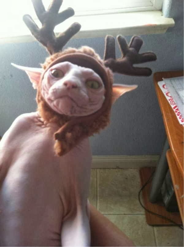 funny christmas pictures funny