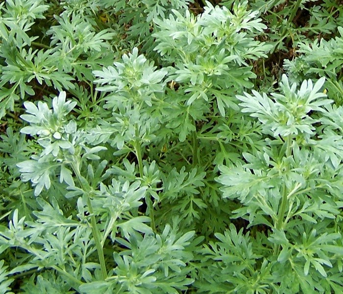 Benefits And Nutrition Of Absinthe (Wormwood) Herb For