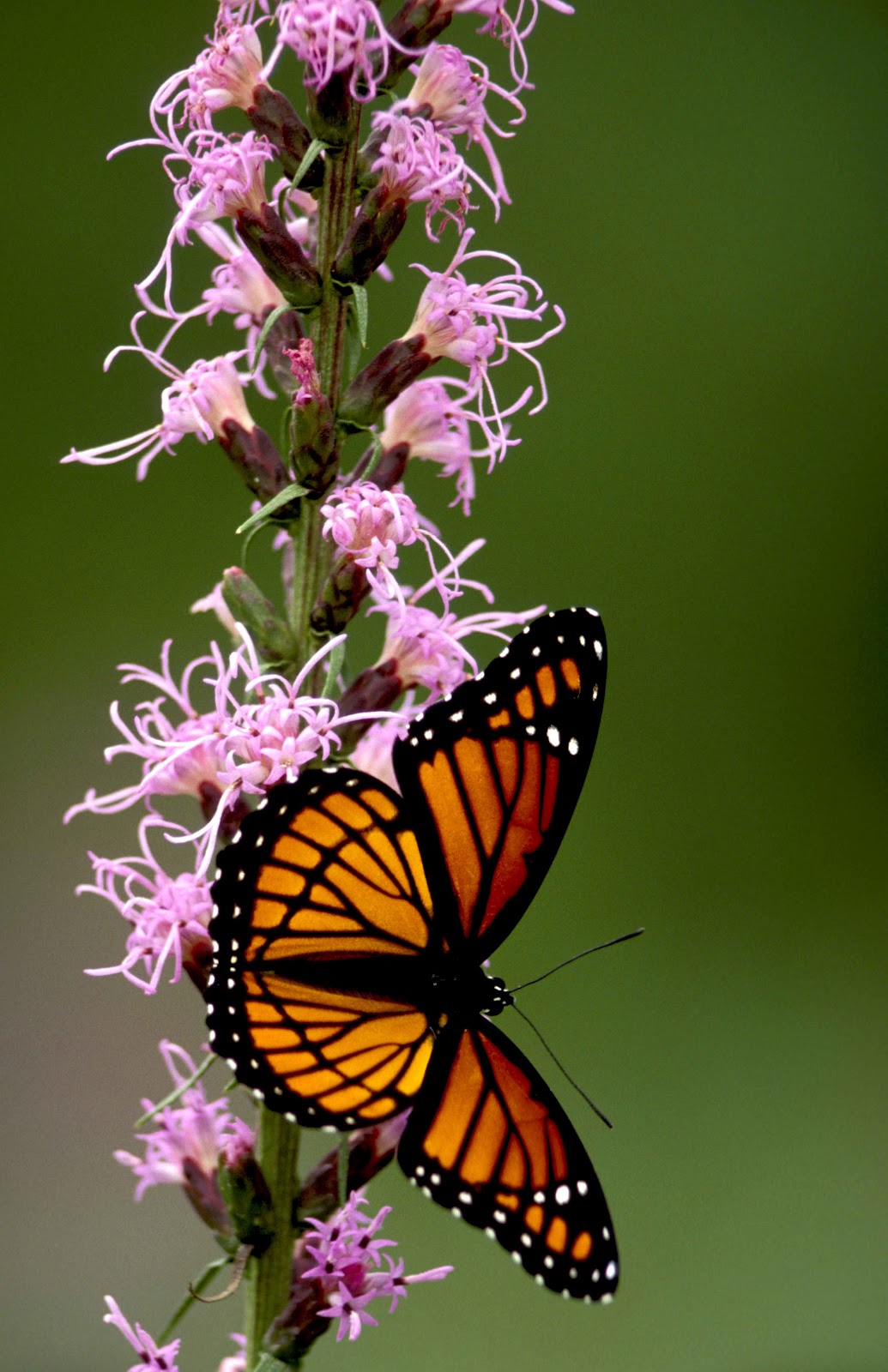 Kentucky Native Plant and Wildlife The absolute best native plants for attracting butterflies