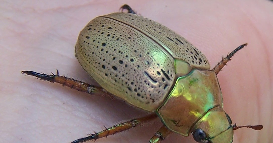 Stubby Nubbins - A Labour of Love: Inspired by the Christmas Beetle