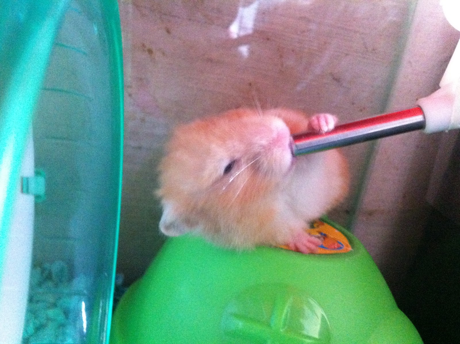 CHEAPEST HAMSTER HOTEL!