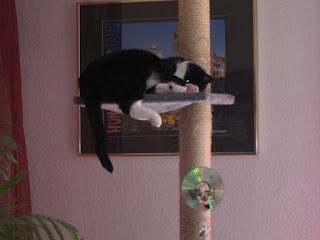 Kater Jackys Blog Mai 2012