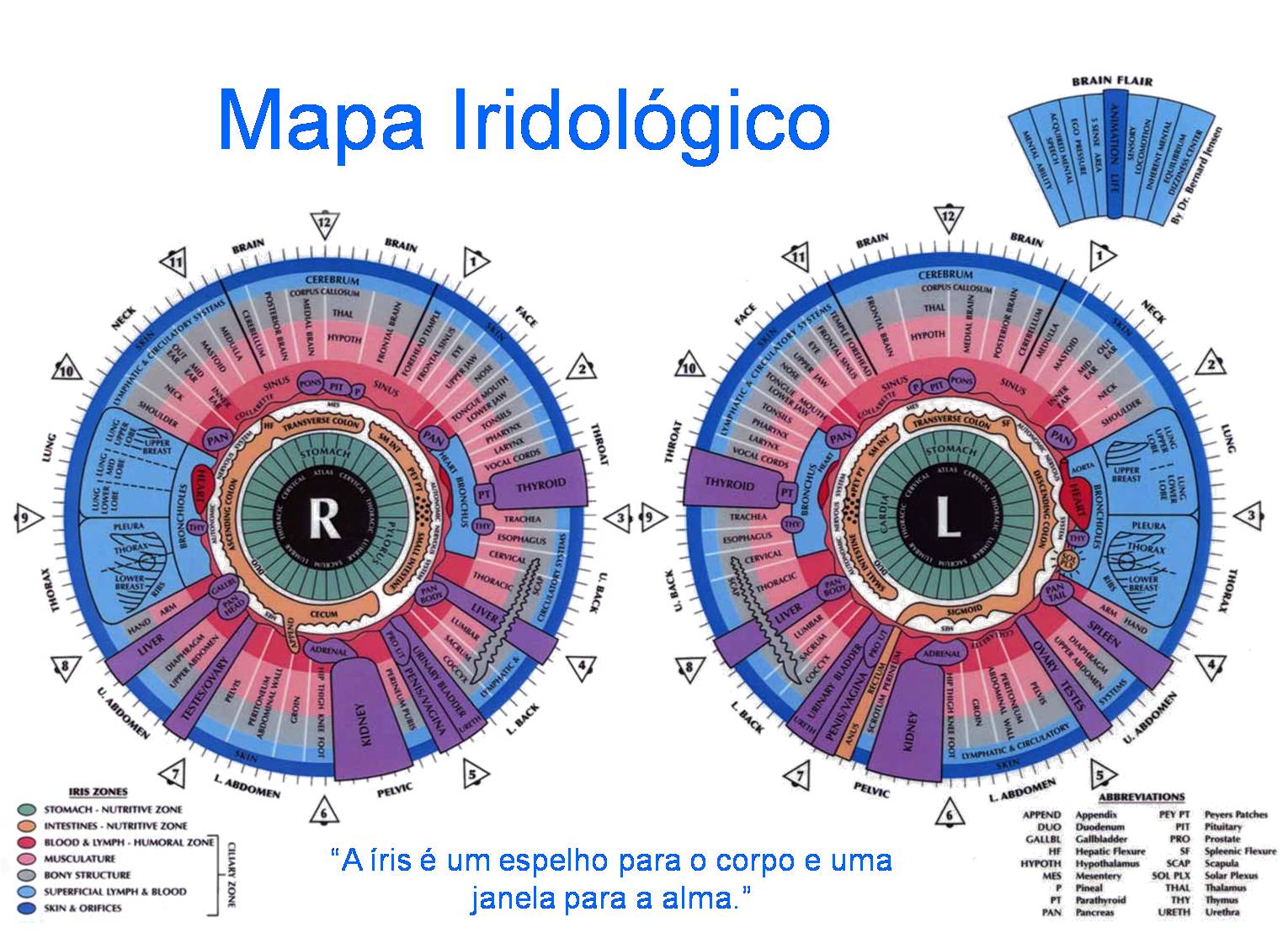 mapa de iridologia
