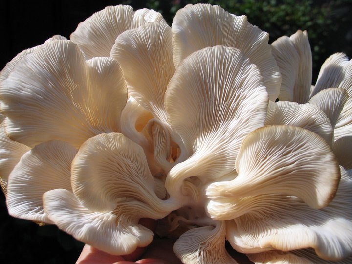 OYSTER MUSHROOM MODEL ON OYSTER MUSHROOM CULTIVATION