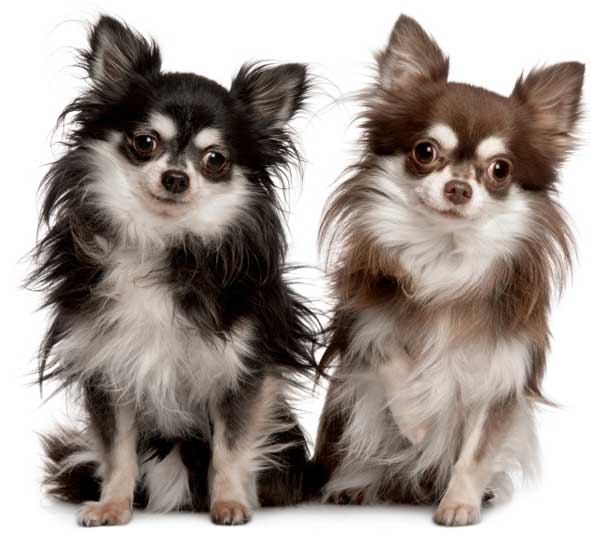 My Pets Chihuahua Dogs