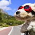 Pets no carro: saiba como transportar adequadamente o animal de estimação 
