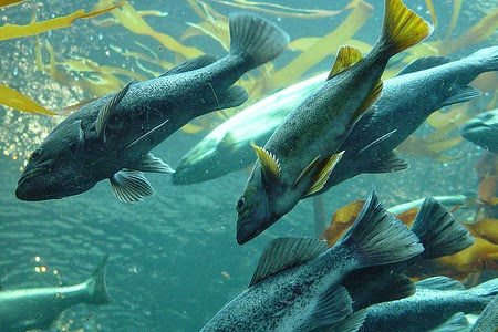 http://www.whatech.com/market-research-reports/press-release/industrial/49582-global-aquafeed-market-size-share-growth-prospects-key-opportunities-trends-and-forecasts-to-2020-detailed-in-new-market-research-report