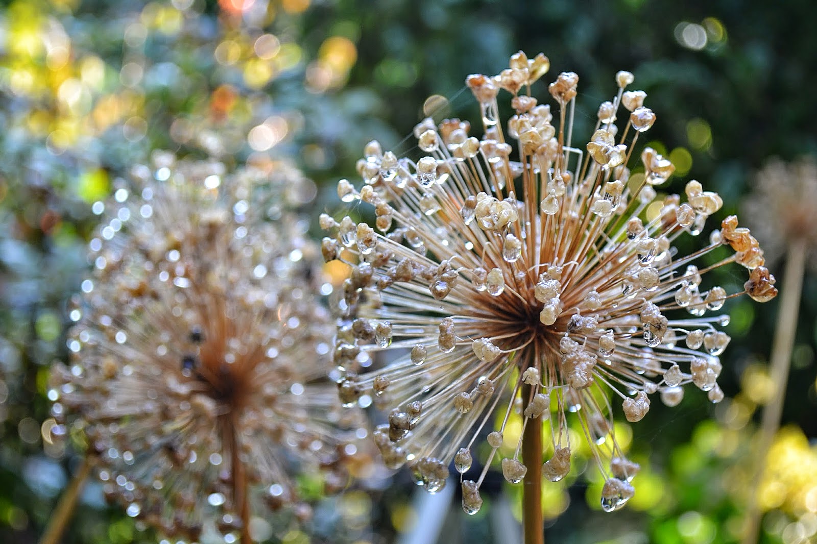 The Outlaw Gardener Typeless Tuesday Allium Seed Heads in My Garden