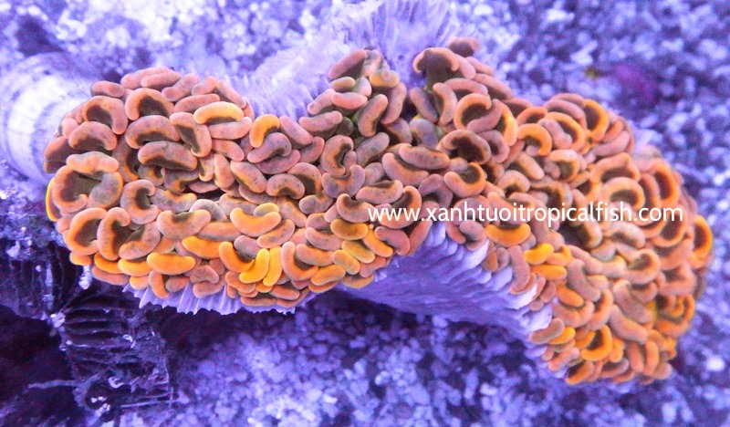 Red torch coral