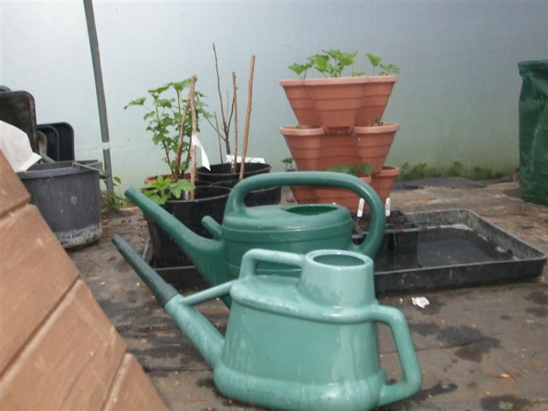 The Compost Bin Watering cans and easy watering in the polytunnel