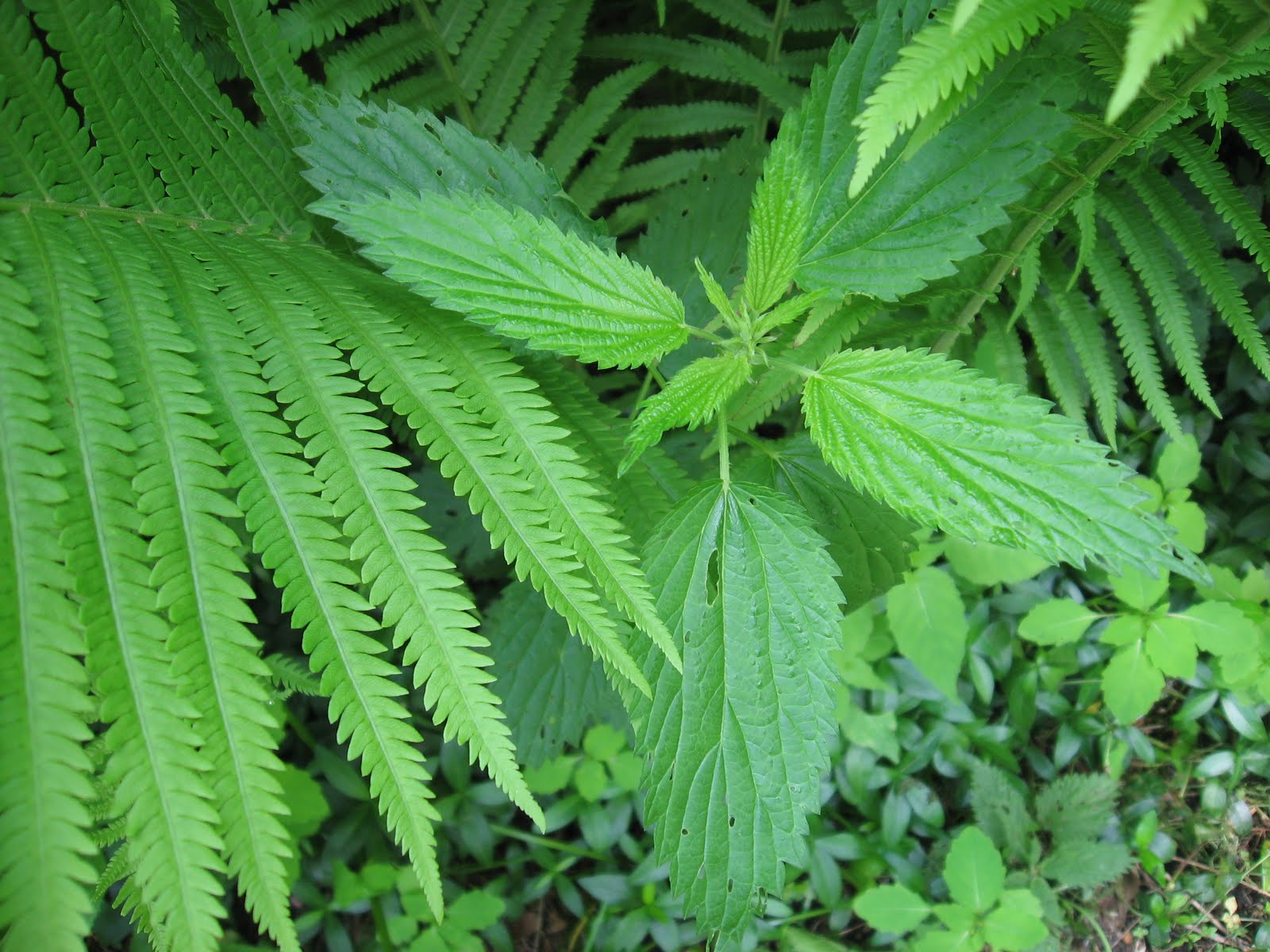 Wild Edible &amp; Medicinal Plants Wild Greens Quiche