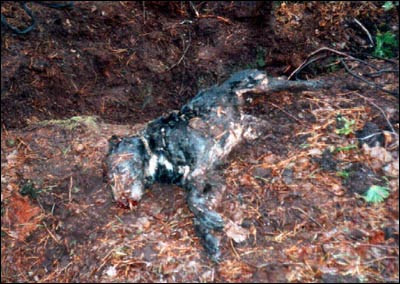 dead dogs animals dead dogs dead dogs animals dead dogs