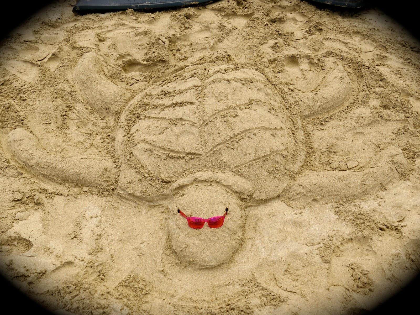 sand turtle