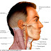 Bagian-bagian Tulang Kepala dan Tulang Leher