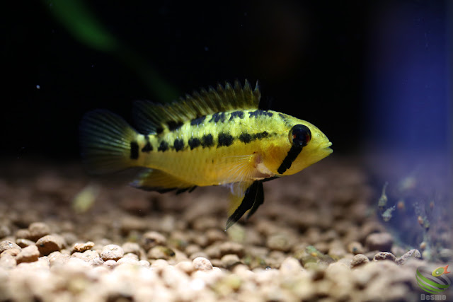 Apistogramma guttata / Rio Morichal Largo