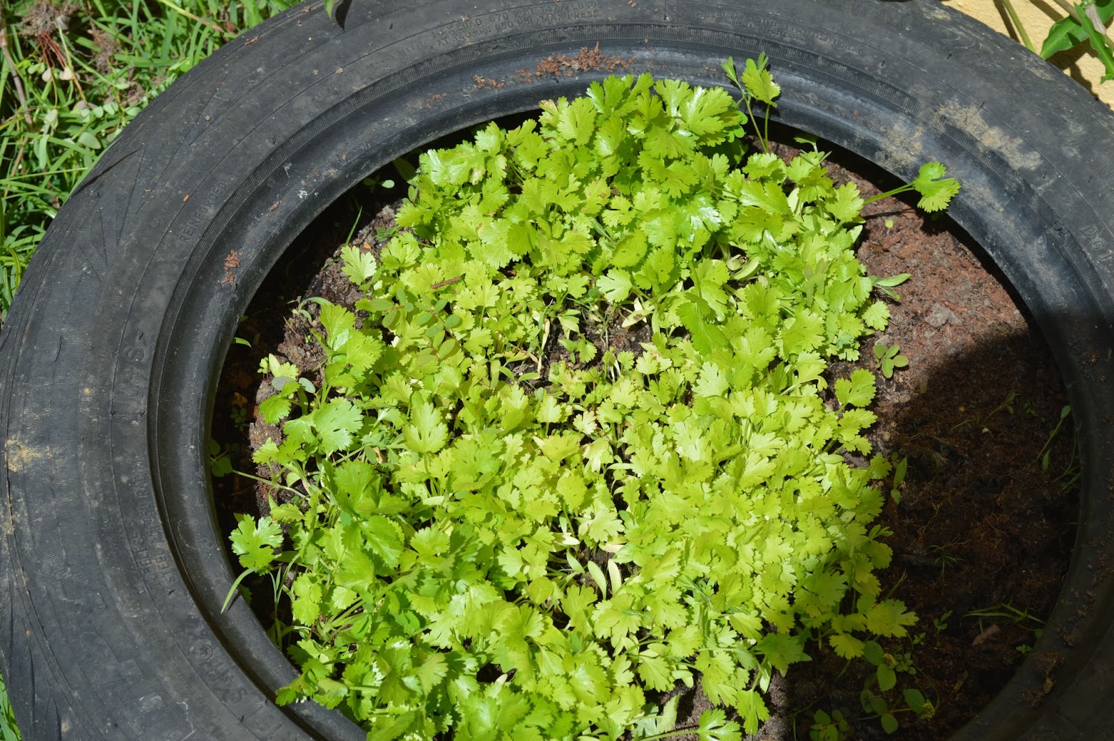 Urban Farmers Punto Com: Aprovecha tu patio no importa el espacio...