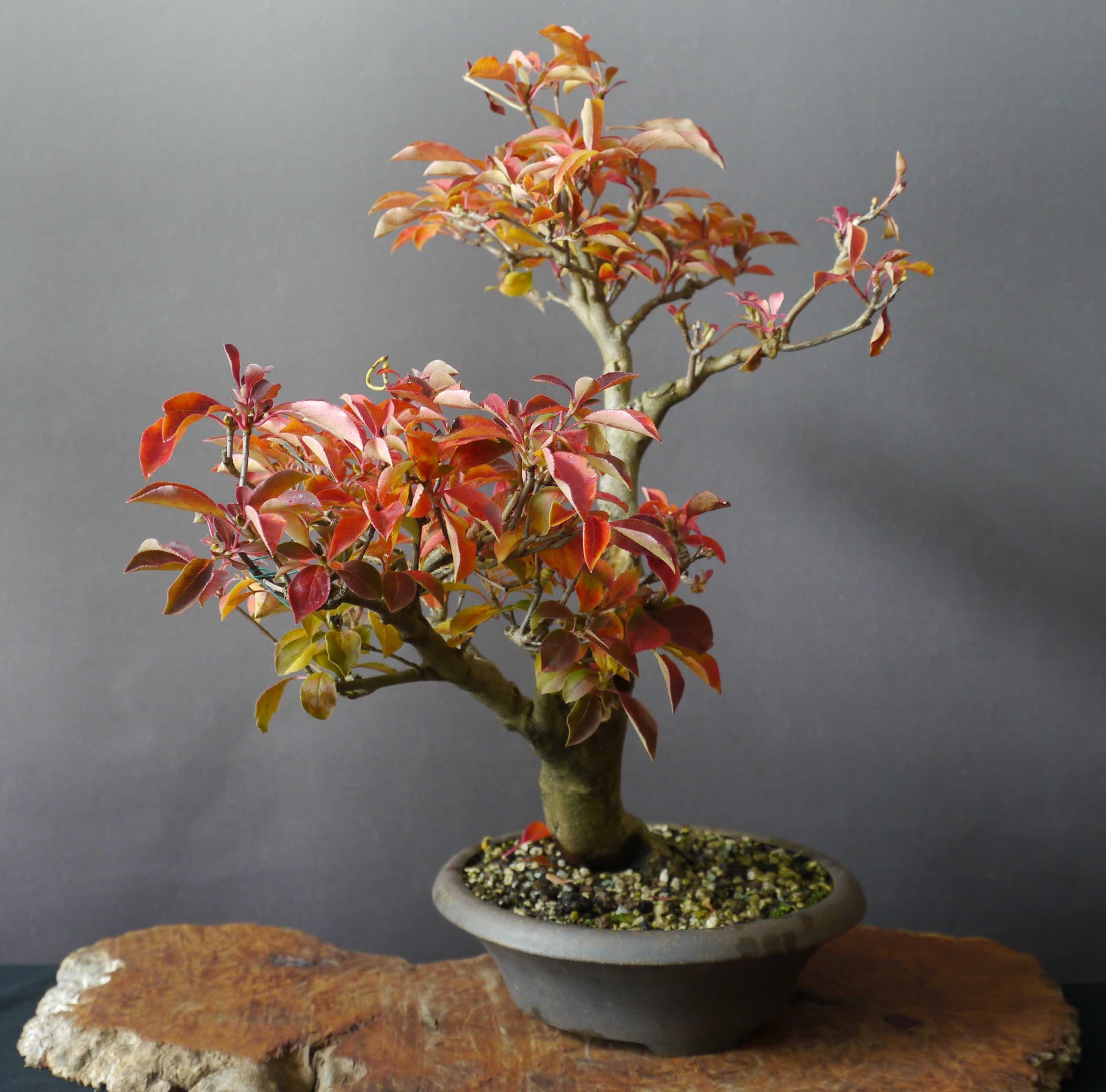 Bonsai Das Schonste Hobby Der Welt Oktober 2012