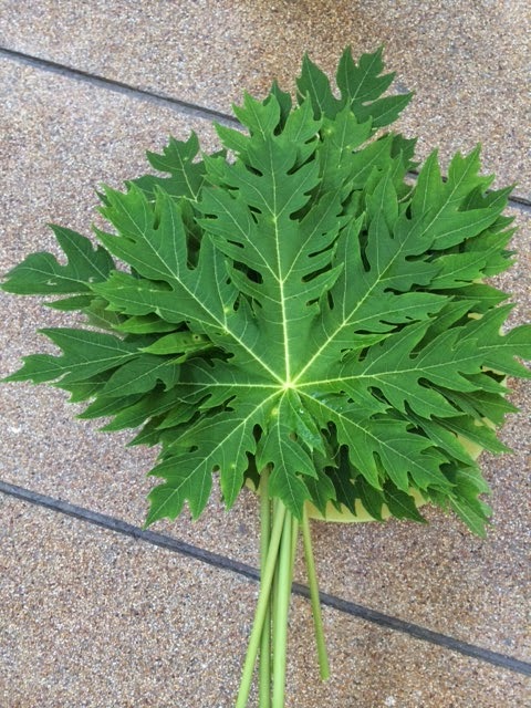 Papaya Leaf Juice