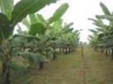 Banano, suelo, cultivo, variedades, preparaciòn del terreno, siembra, etc.