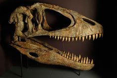 Carcharodontosaurus skull