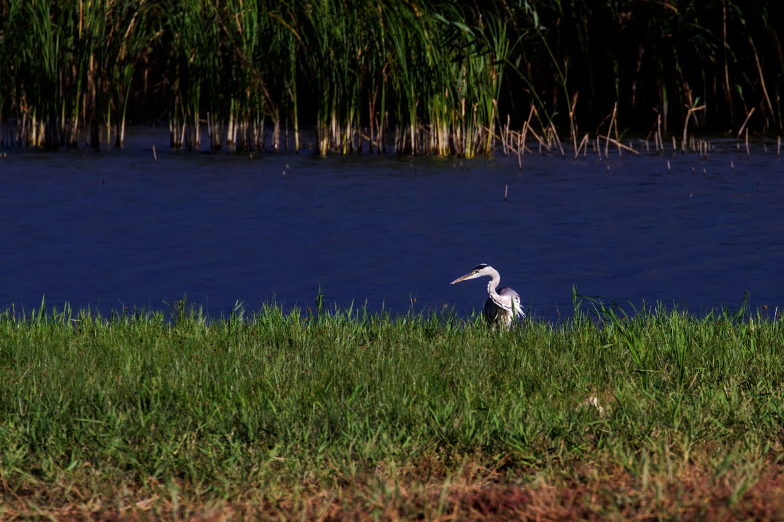 Dan Tiganila Lacul Razim (Razelm)