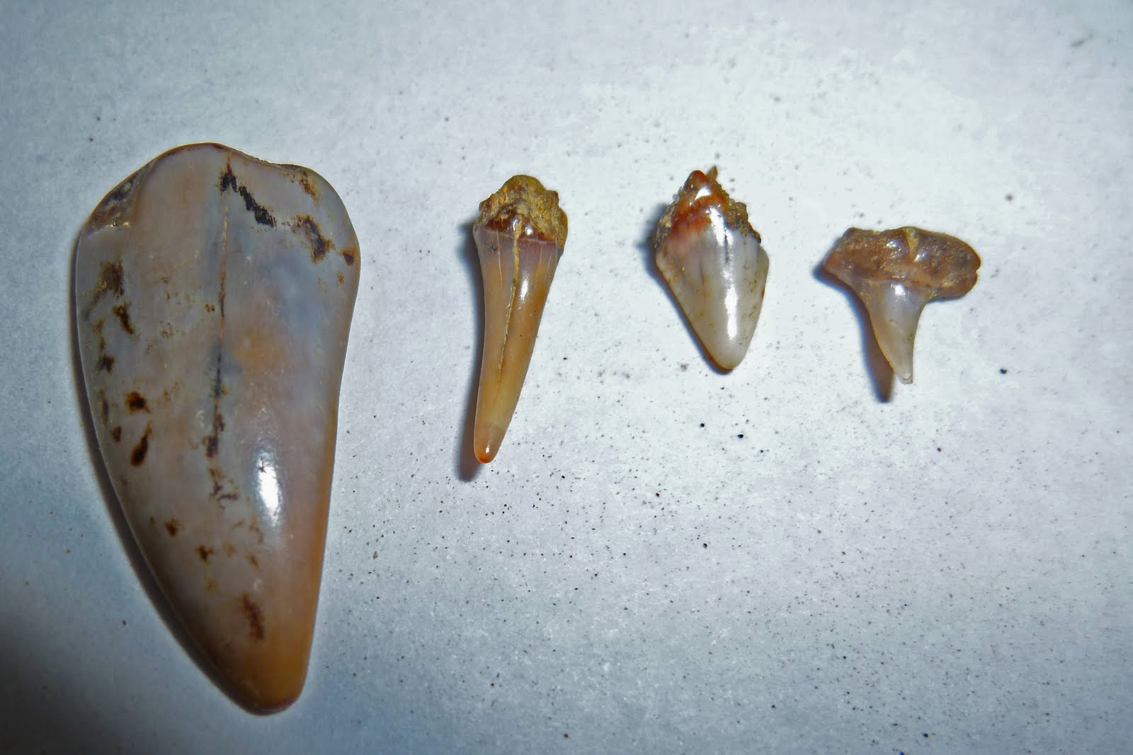 Northern California Nature Photography Fossil Collecting