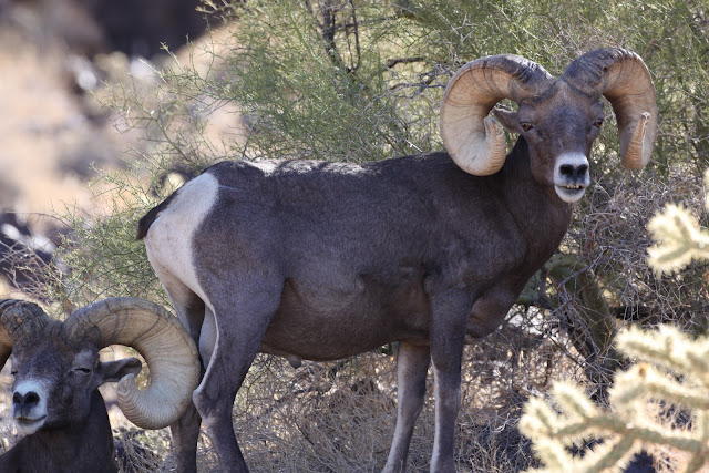 Field+Judging+and+Scoring+Desert+Bighorn+Rams+with+Jay+Scott+Outdoors+1.jpg