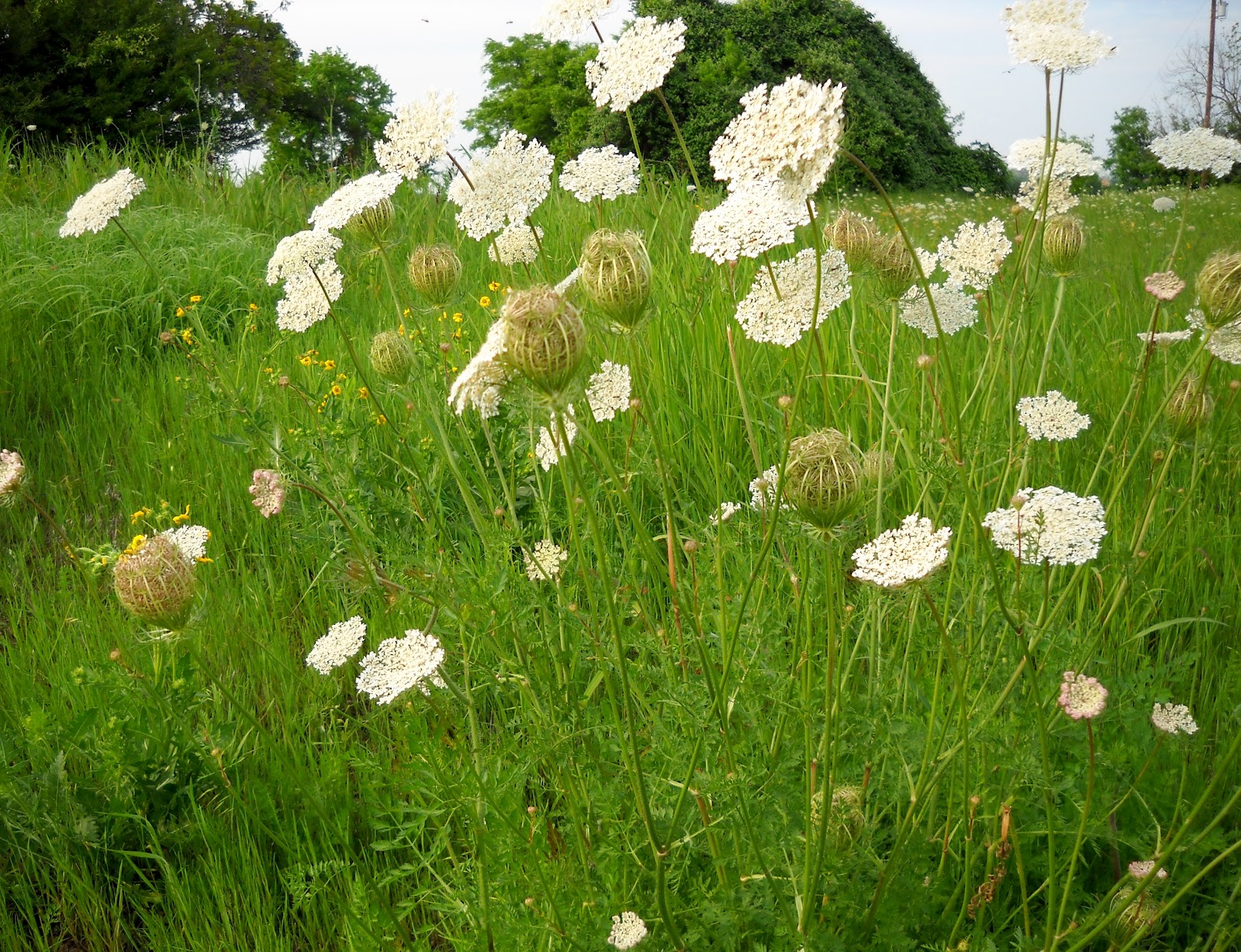 White Rock Lake, Dallas, Texas Queen Anne�s Lace An