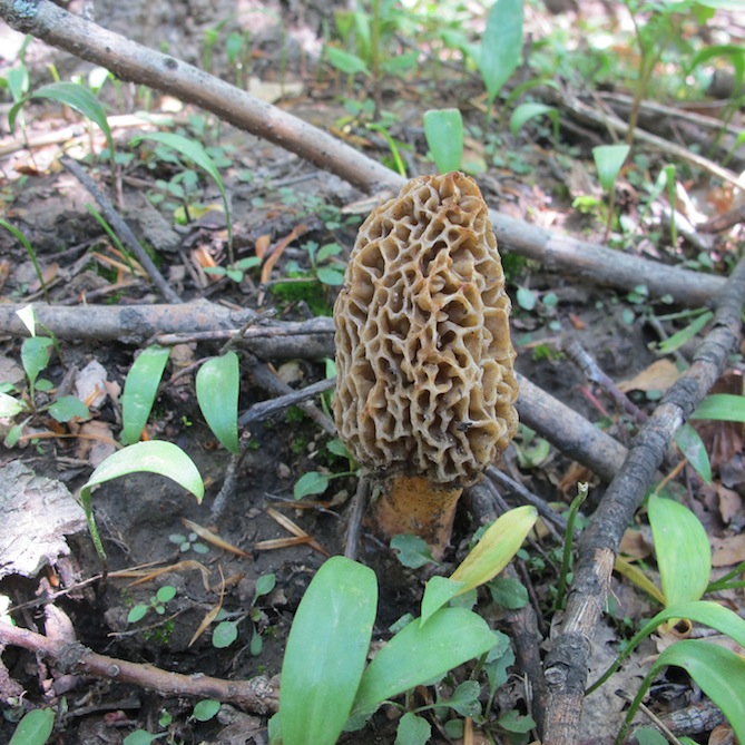 Farms Forests Foods Finding Wild Mushrooms Tips from Experienced