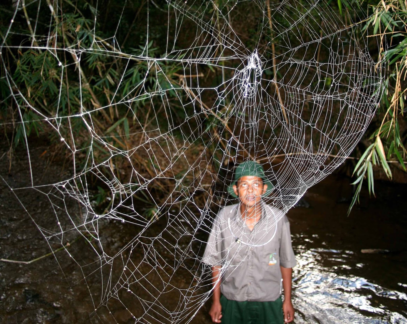 See Here This is How Scientists Harvest a Spider's Super Strong Silk