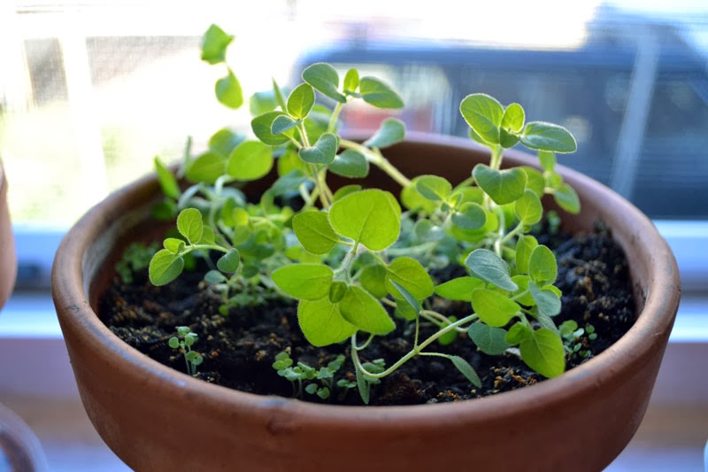 HOW TO GROW OREGANO FROM SEED The Garden of Eaden