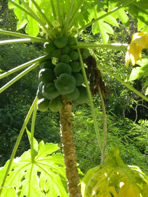 Papaya tree fruit at Diamond Botanical Gardens Soufriere St. Lucia by garden muses-not another Toronto gardening blog