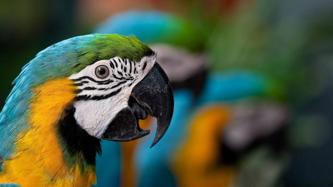 Awesome Parrot HD Wallpaper