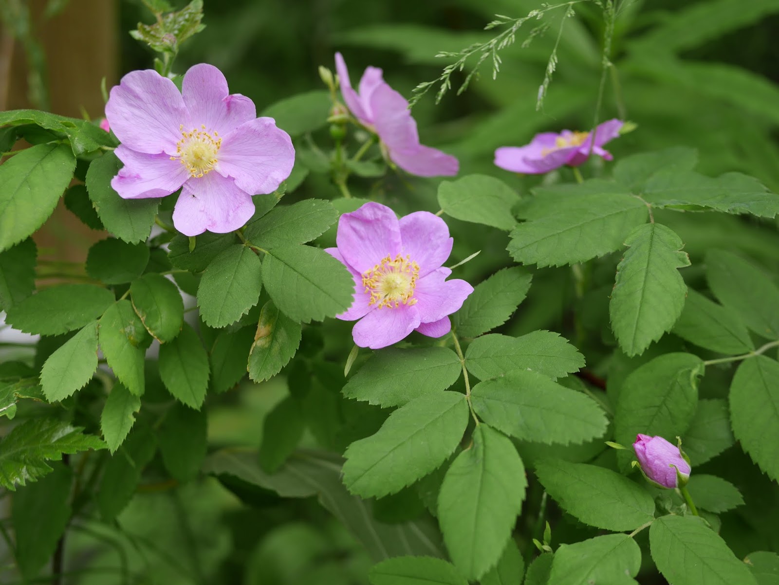 Wildflowers in Northern British Columbia Backwoods Mama