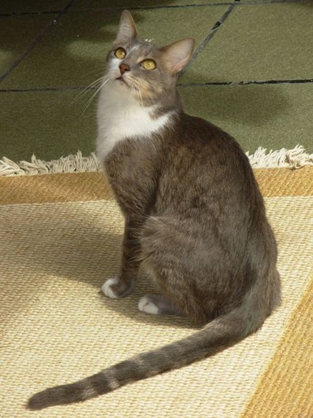 Blog About Cats: Brazilian Shorthair cat