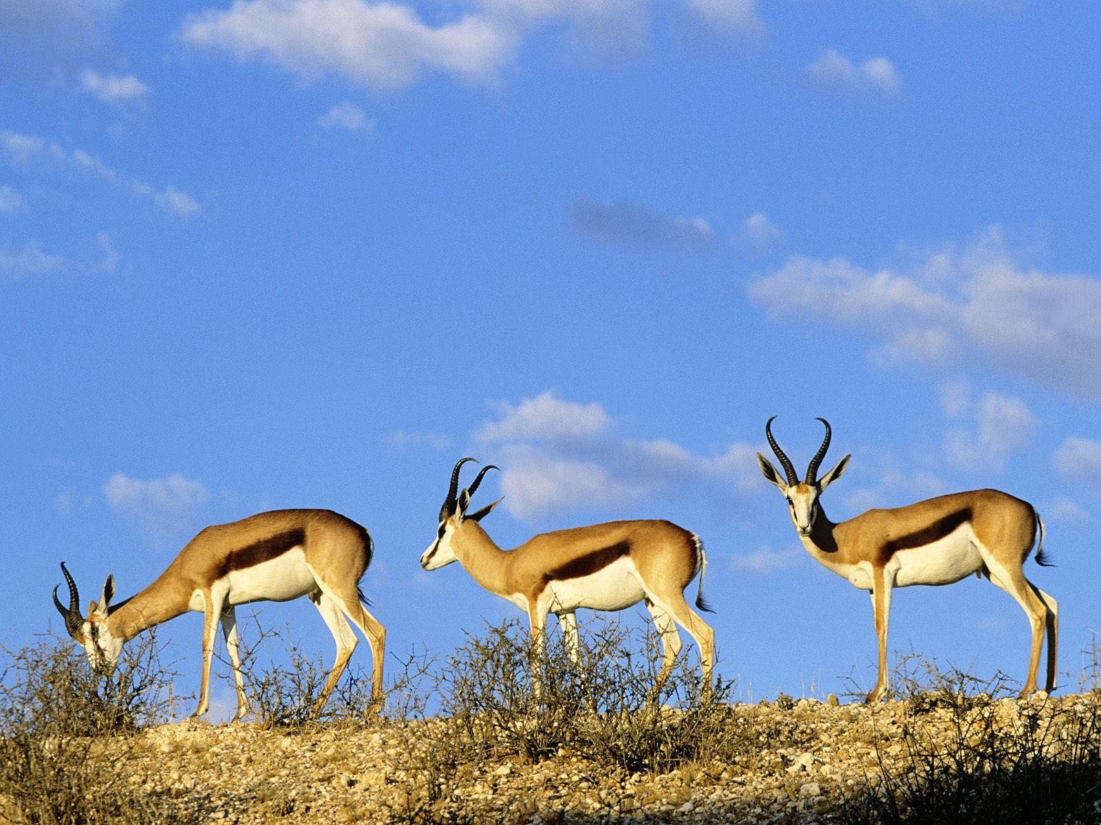 Kgalagadi Transfrontier Park