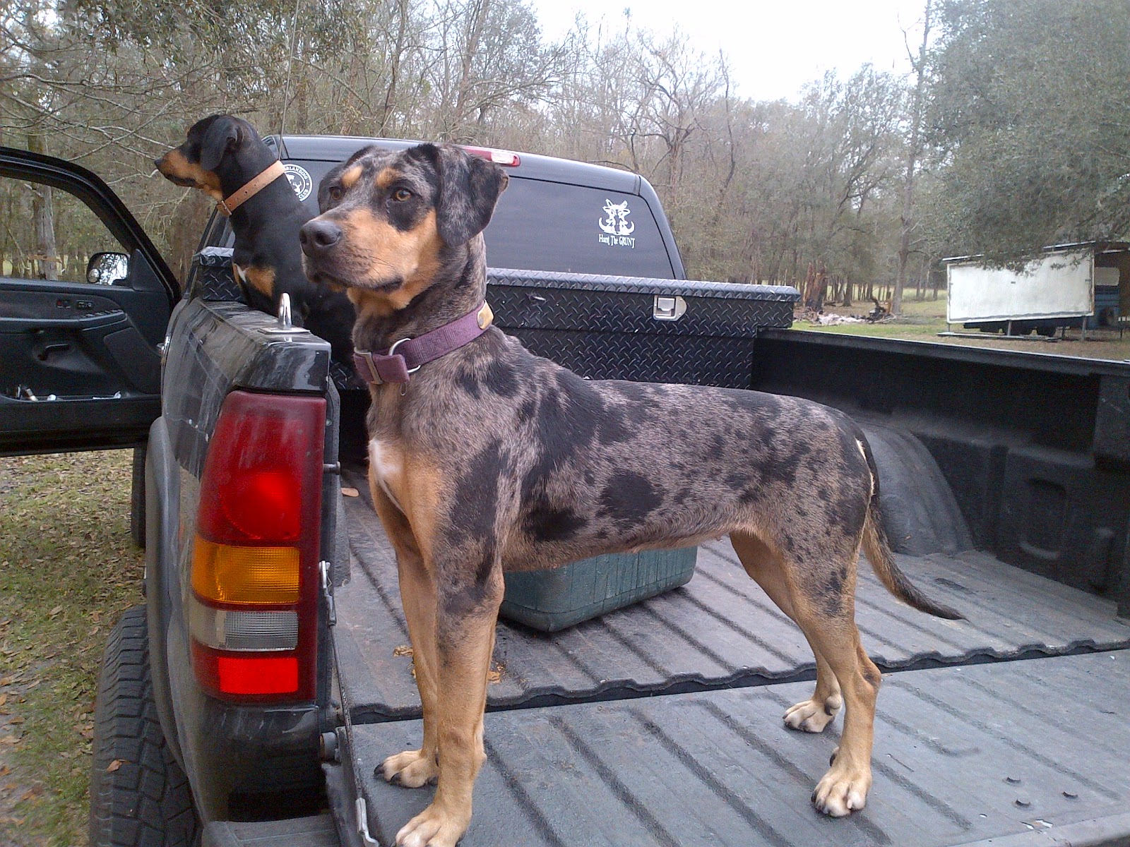 Hunting Leopard With Dogs Video Hunting Leopard With Dogs Video