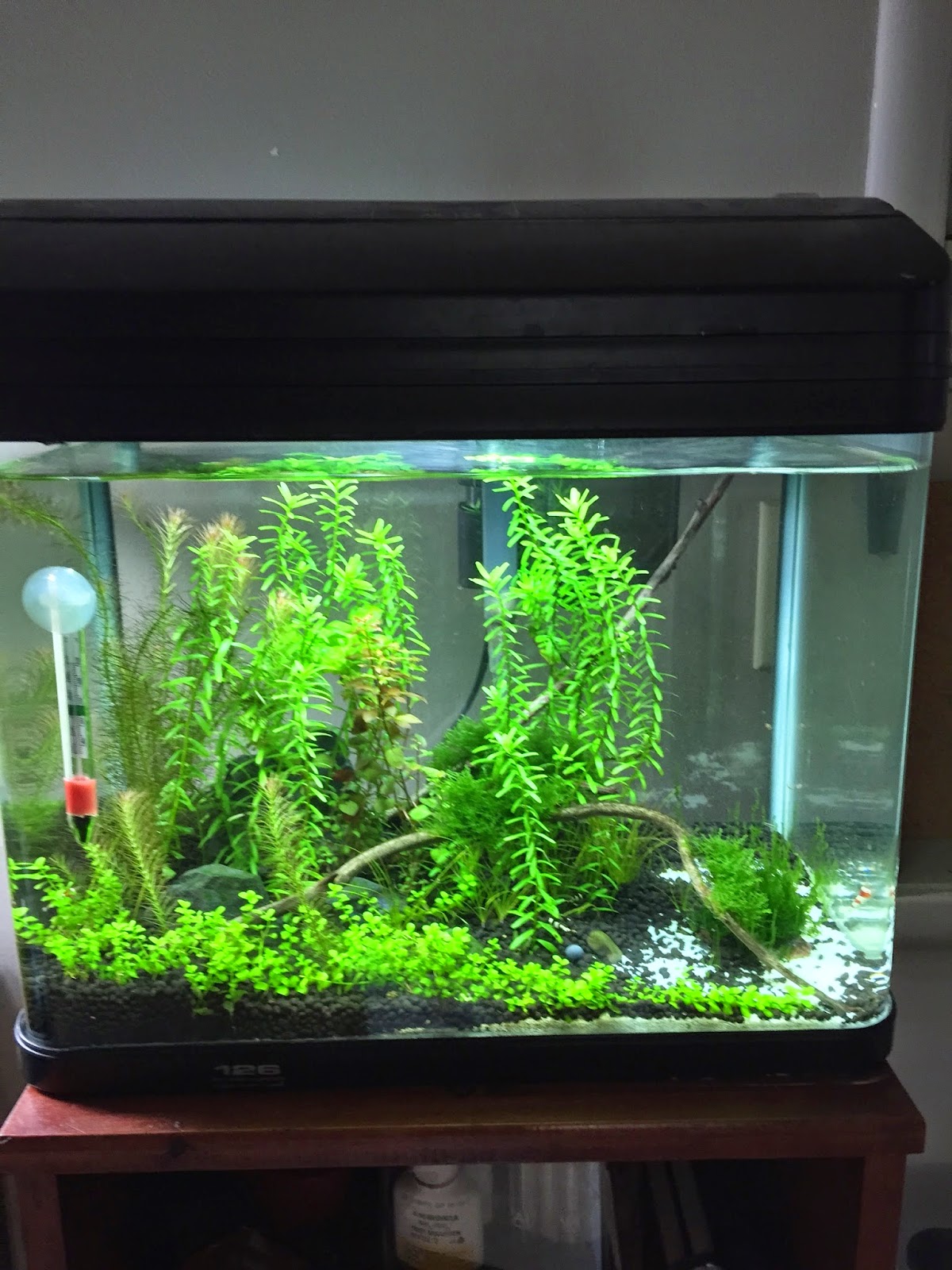 aquaticszone my freshwater aquarium