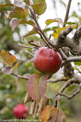 Shields orchard